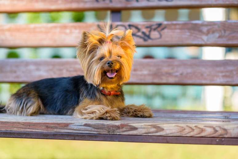 O yorkshire terrier tem olhos grandes e orelhas eretas 