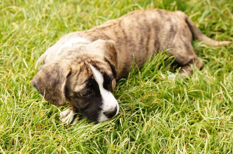 Why do some dogs eat grass?