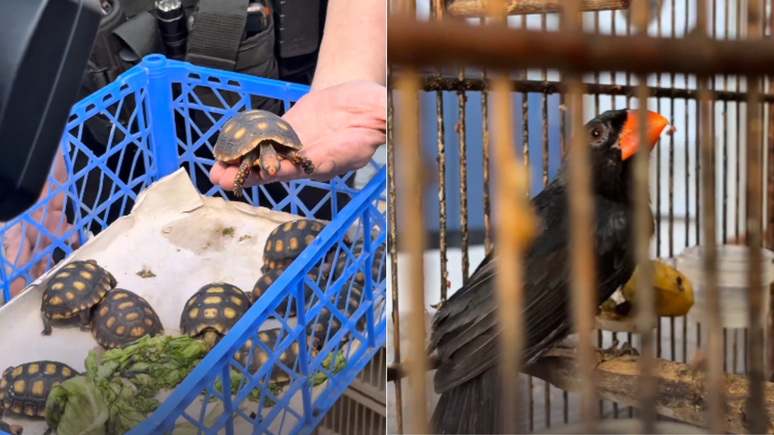 Centenas de animais foram resgatados em opera&ccedil;&atilde;o da pol&iacute;cia no RIo