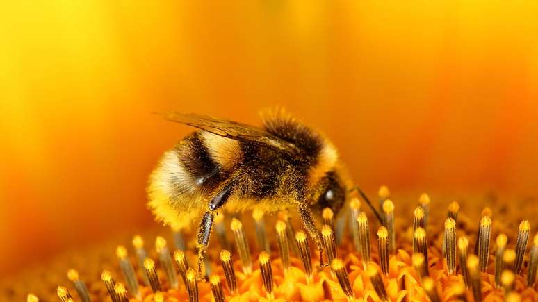 The bees are appointed the most important species on the planet Earth