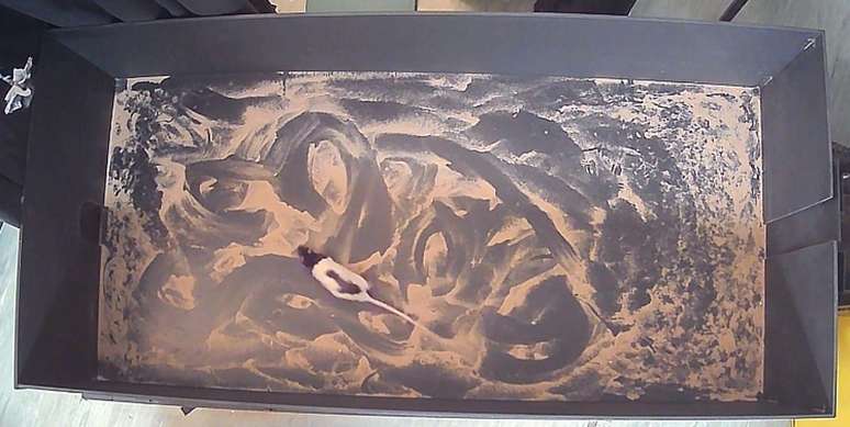 Os cientistas criaram uma arena para treinar e testar a capacidade dos ratos de estimar a dist&acirc;ncia que correram