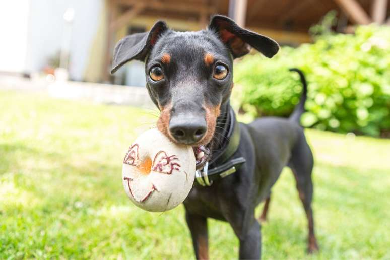 11 important care with the pinscher breed