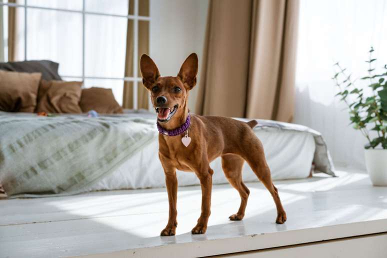 Since they are more vulnerable, pinschers require safe environments, without dangers and small objects Since they are more vulnerable, pinschers require safe environments, without dangers and small objects