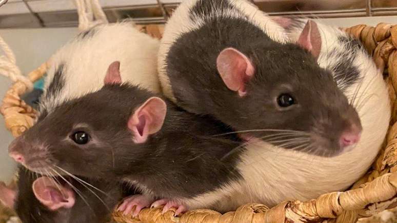 O padr&atilde;o de comportamento foi o mesmo em ratos e humanos, refor&ccedil;ando a confian&ccedil;a dos cientistas de que temos o mesmo medidor interno de dist&acirc;ncia no c&eacute;rebro