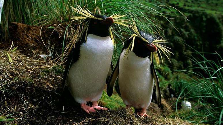 Milhares de pinguins-de-penacho-amarelo-do-norte foram mortos em agosto de 2011, com o encalhe do navio MS Oliva na ilha Nightingale, no arquip&eacute;lago de Trist&atilde;o da Cunha