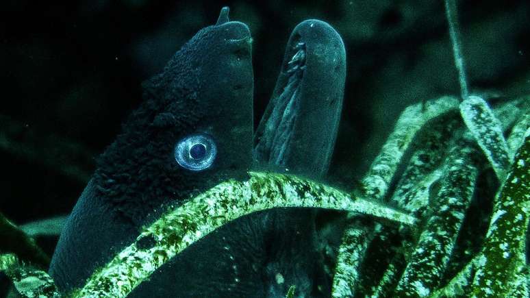 Os campos de Posidonia s&atilde;o um habitat f&eacute;rtil para a vida oce&acirc;nica