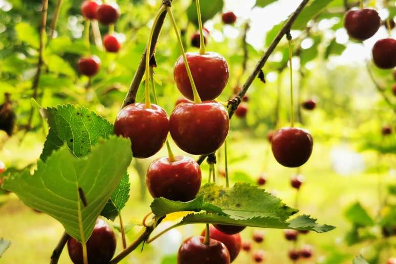 A cereja pode ser utilizada em diferentes receitas 