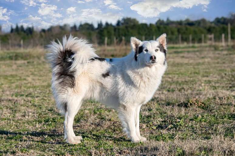 O yakutian laika precisa de uma dieta rica em prote&iacute;nas e nutrientes que sustentem a sa&uacute;de de sua pelagem 