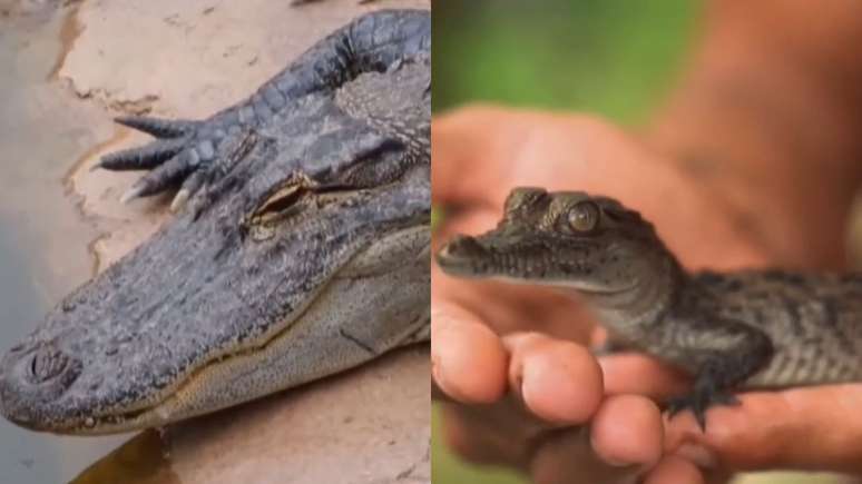 Crocodile-female generates only puppies and have 99.9% of their DNA