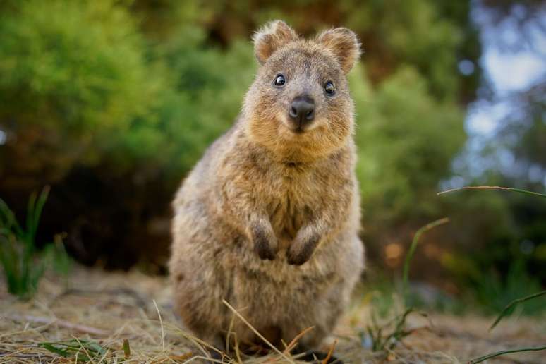 7 interesting curiosities about Quokka