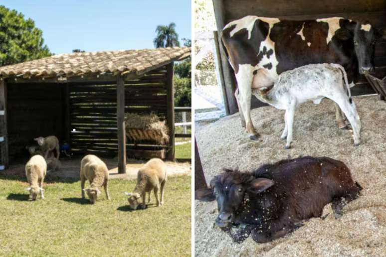 Sheep | Cow and their calves