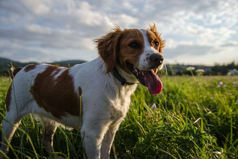O &eacute;pagneul breton &eacute; muito ativo, obediente e f&aacute;cil de treinar 