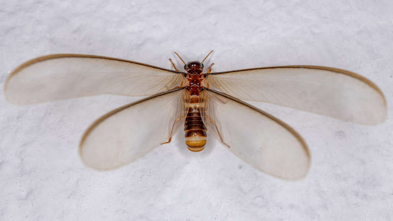 Os bichinhos de luz, também conhecidos como siriris ou aleluias em algumas regiões, costumam aparecer durante as estações mais quentes