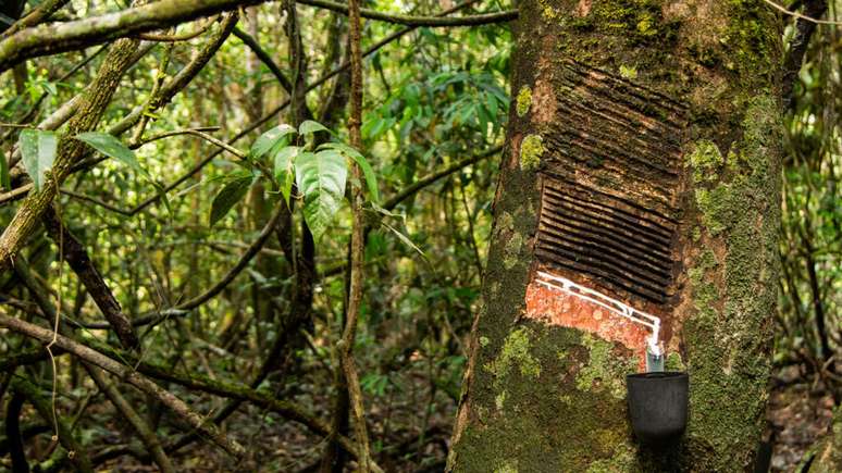Látex natural é extraído de seringueira na Terra Indígena Koatinemo, na região de Altamira (Pará). Árvore é comum na Amazônia.