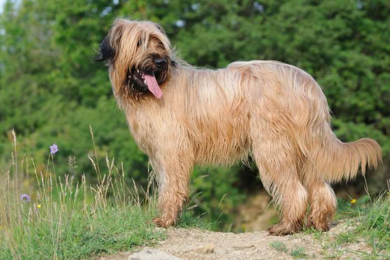 O briard &eacute; um c&atilde;o inteligente, protetor e fiel &agrave; fam&iacute;lia 