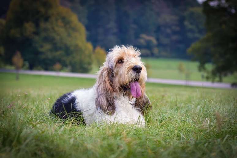 O grand basset griffon vend&eacute;en&nbsp;&eacute; ativo, curioso e gosta de explorar o ambiente 