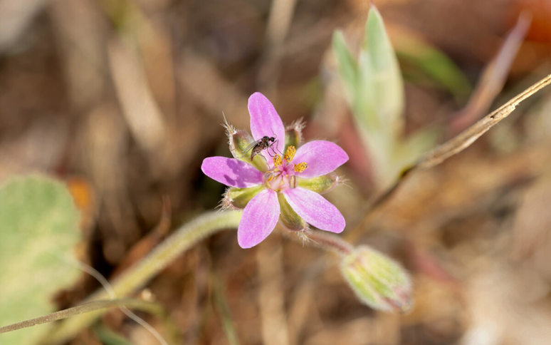 Nice, easy to take care and repellent for mosquitoes: this is the flower you need on your terrace or garden