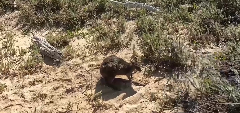 Amigos viralizam com resgate inusitado de wallaby em alto mar, na costa da Austrália
