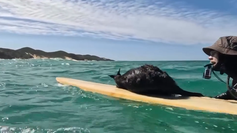 Amigos viralizam com resgate inusitado de wallaby em alto mar, na costa da Austrália