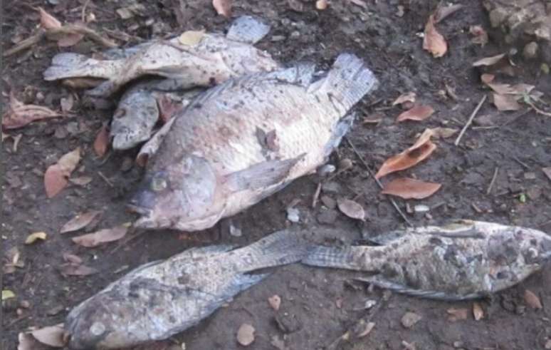 Peixes mortos têm sido encontrados no Parque da Aclimação após as fortes chuvas da última segunda-feira.