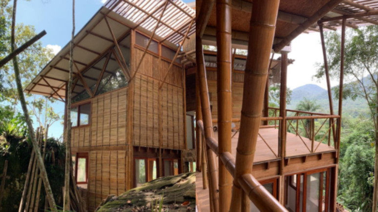 Bambu é matéria-prima que rebrota e não necessita de replantio