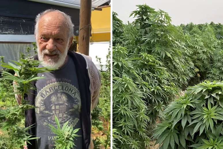 The former globe-actor shows the marijuana plantation on his site: “for his own consumption”