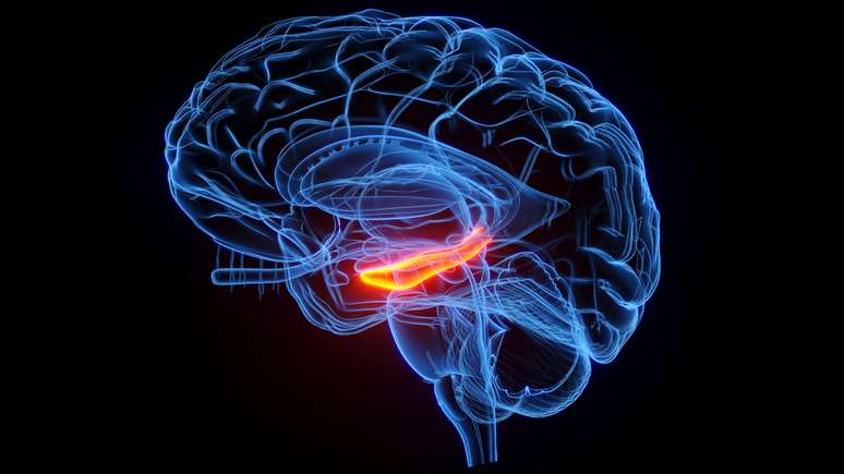 O hipocampo é uma região do cérebro com formato de cavalo-marinho que desempenha um papel importante na memória.