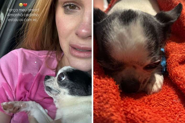Bárbara Evans fala sobre seu animal de estimação