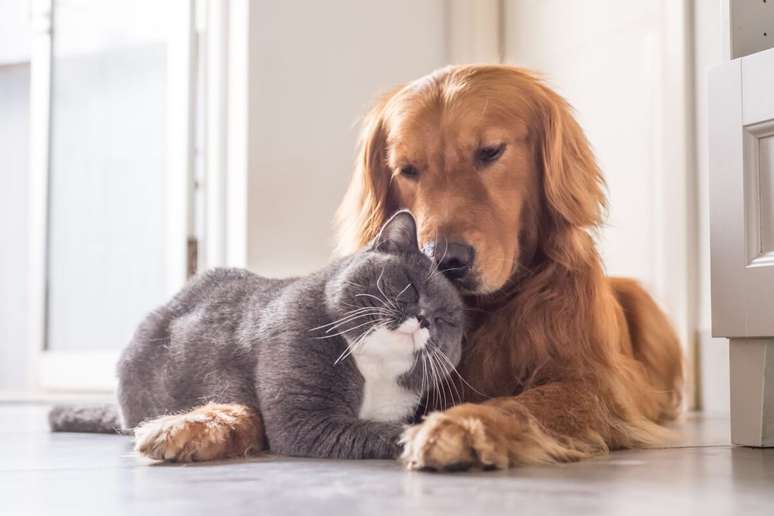 There are cats who feel happy to share the company and affection, with other animals or people 