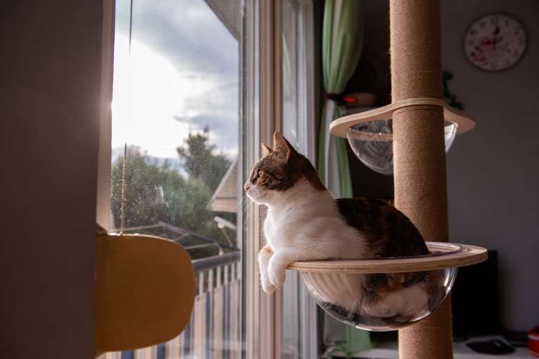 10 main types of cats of cats