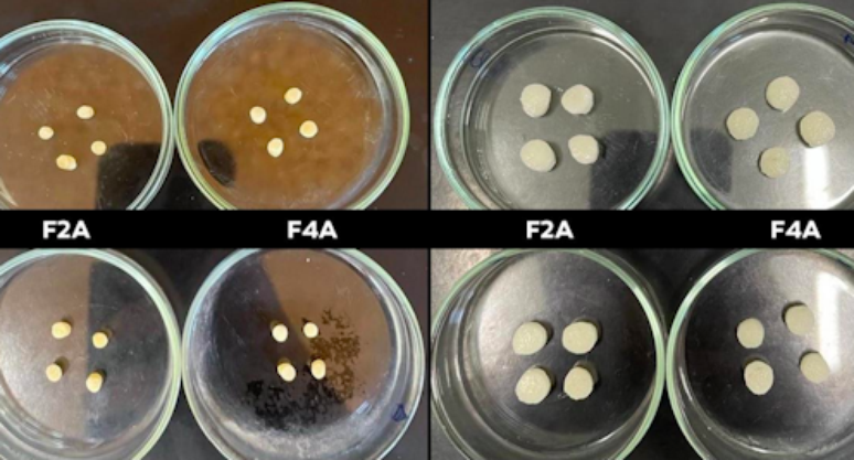 Hidrogéis são redes tridimensionais de polímeros com grande capacidade de absorver líquidos, como água, sem se dissolver. O hidrogel biodegradável (foto) feito a partir de produtos naturais.