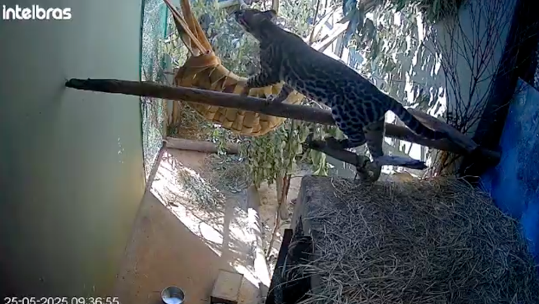 Cela onde jaguatirica est&aacute; sob guarda do &oacute;rg&atilde;o ambiental; para advogado, local &eacute; inadequado