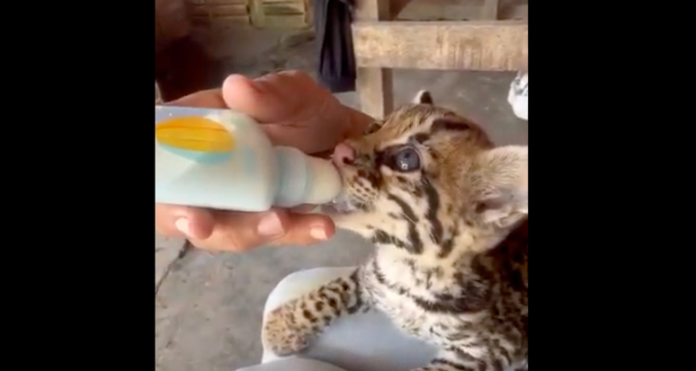 V&iacute;deo de jaguatirica sendo alimentada com mamadeira &eacute; citado em processo judicial