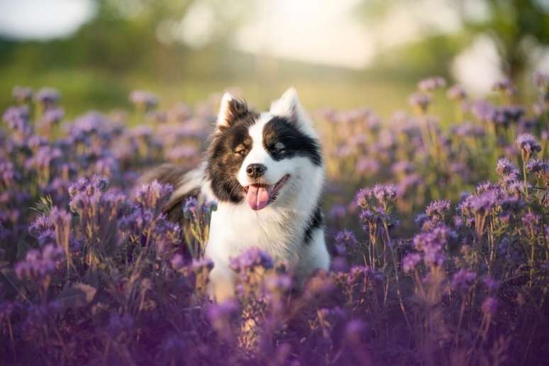 Os pets precisam de atenção redobrada durante a primavera