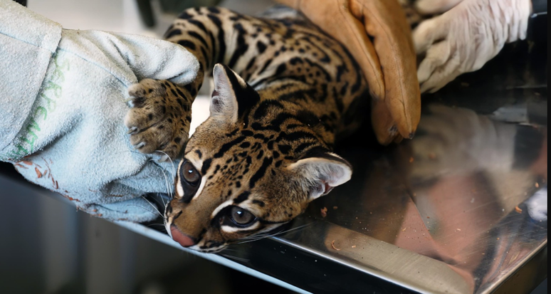 Para Ibama, animal ficava em cativeiro ilegal; mulher que foi autuada nega irregularidades e diz que a jaguatirica ficava livre, em &aacute;rea rural