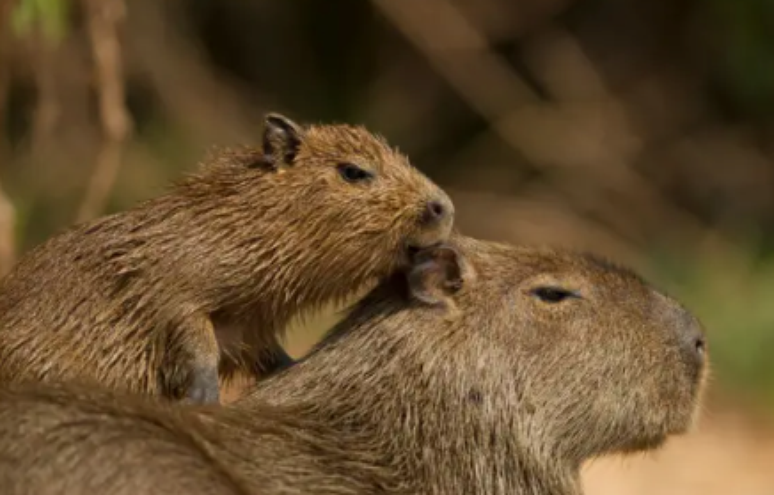 Caso da capivara Fil&oacute;, de 2023, terminou com guarda dada a estudante, que vive com o animal at&eacute; hoje