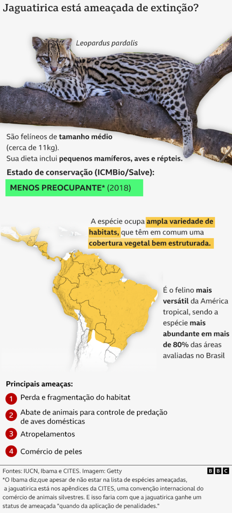 Jaguatirica n&atilde;o est&aacute; amea&ccedil;ada de extin&ccedil;&atilde;o no Brasil, segundo ICMBio. Mas Ibama diz que o fato de o animal estar em lista internacional de controle de com&eacute;rcio de animais, a Cites, faz com que ela ganhe esse status de amea&ccedil;ada