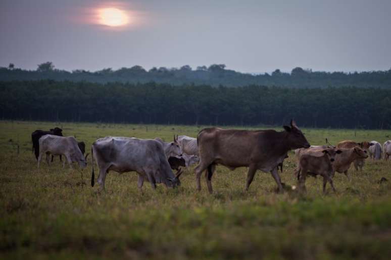 Cientistas usaram 12 bancos de dados coletados no Brasil, Itália e Espanha para projetar como as mudanças climáticas vão impactar as respostas termorreguladoras dos animais.