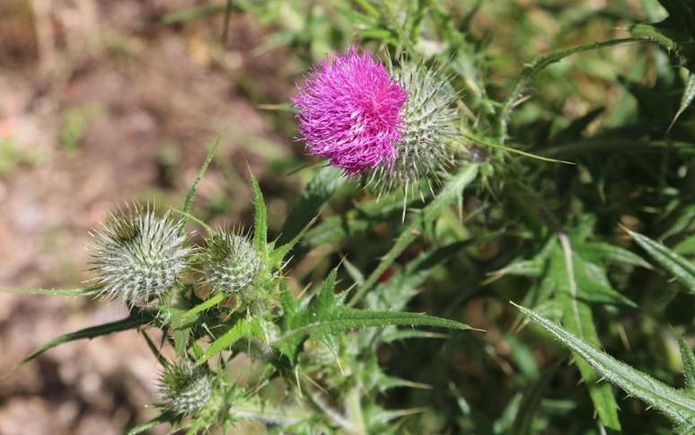 Erva aliada natural do fígado, ajuda a reduzir gordura e proteger o órgão de inflamações /