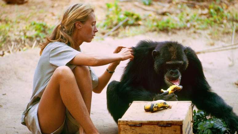 A jovem Jane Goodall com um chimpanzé na Tanzânia, no início dos anos 1960.