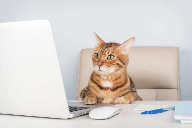 8 perfect names for curious cats