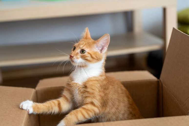 Pandora is the perfect name for cats who love to open the drawers and enter boxes 