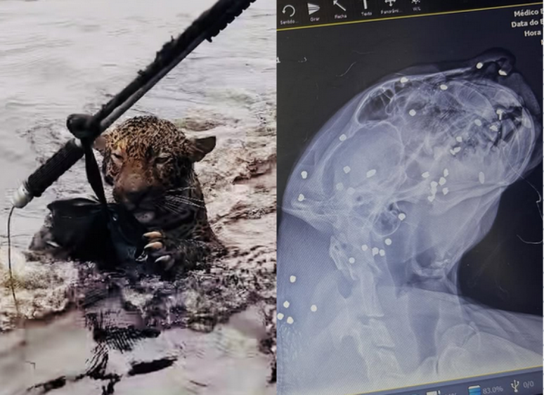 Montagem com o momento do resgate da onça-pintada e foto do raio-x que revelou 30 projéteis alojados em seu corpo 