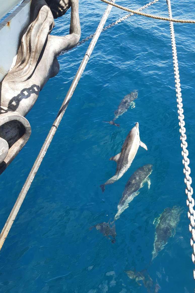 Golfinhos na proa do Avontuur