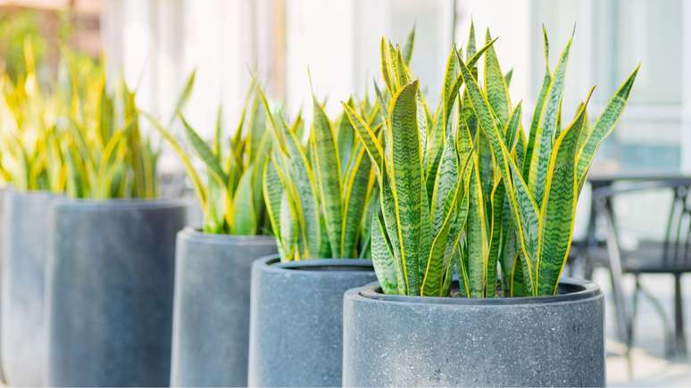 6 toxic plants for dogs and cats – and this may not know