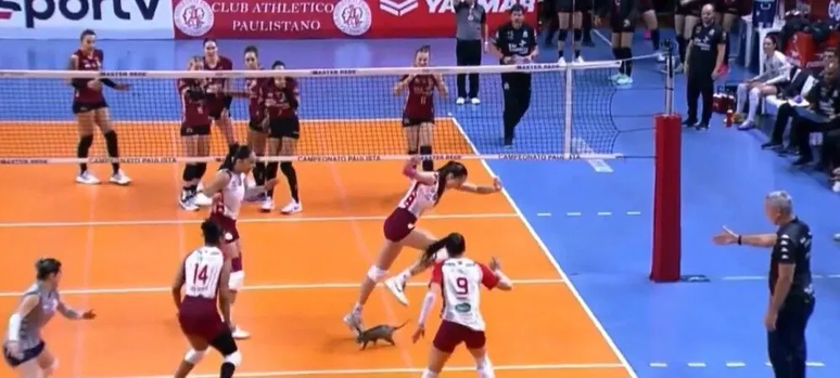 Gambá invadiu quadra durante partida da semifinal do Campeonato Paulista de vôlei
