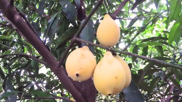 Originária da Bolívia, fruta exótica é rica em vitamina C e fibras; descubra seus benefícios, curiosidades e cultivo no Brasil