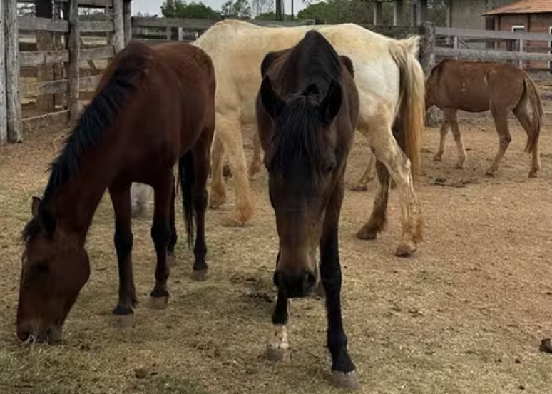 Zezé di Camargo recebe em fazenda cavalos resgatados em situação de maus-tratos 