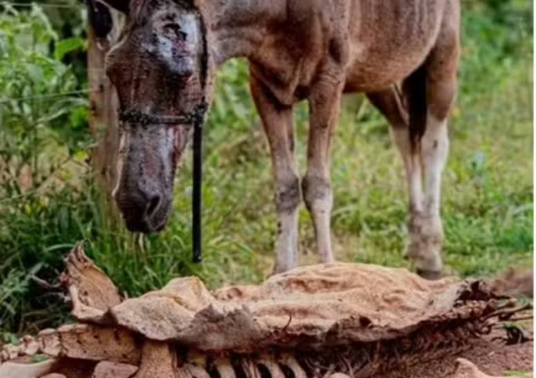 Condição em que cavalo estava quando foi resgatado