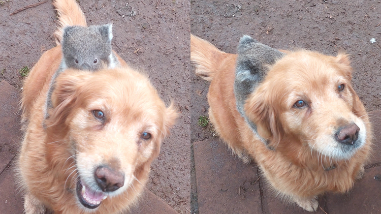 Cachorro carrega coala nas costas